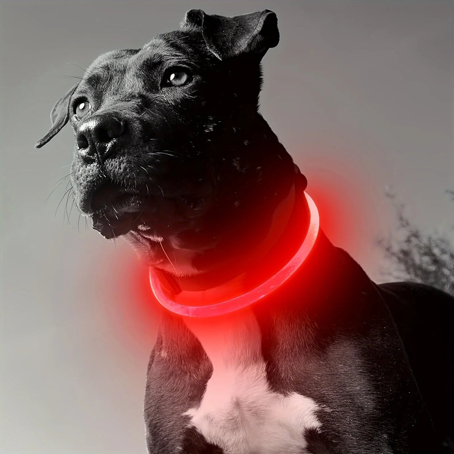 LED Dog Collar USB Rechargeable Anti Lost Reflective Nylon