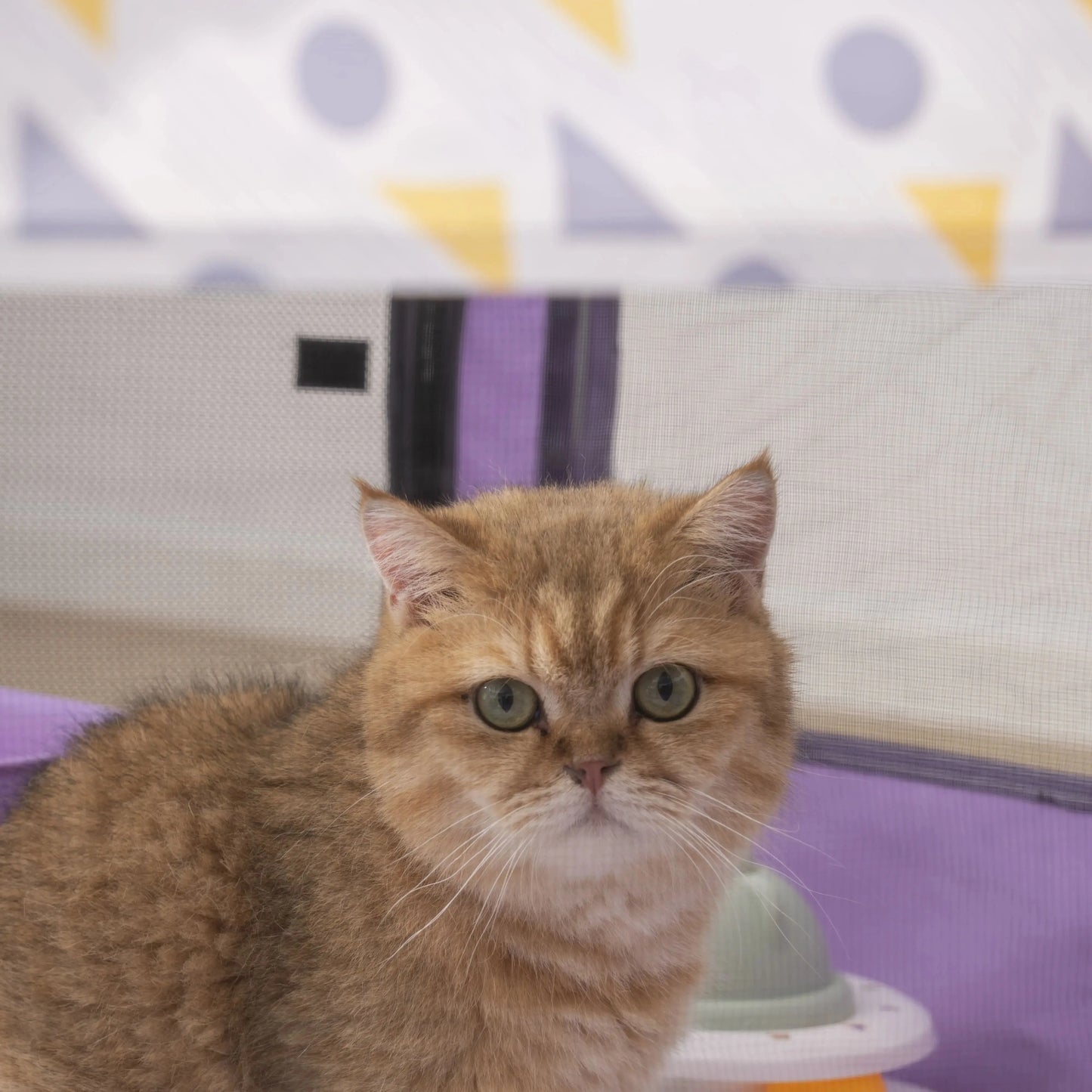 CN Foldable Mesh Ventilated Cat and Dog Nest Indoor Outdoor